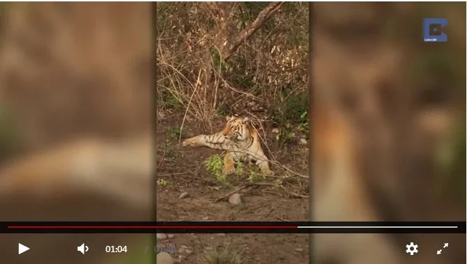 老虎爬树抓猴妈猴崽 被母猴使妙计惨遭“自由落体”!