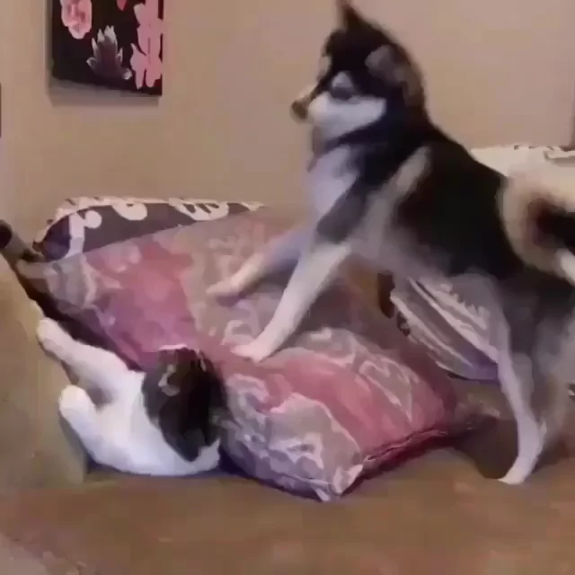哈柴踩抱枕 不让猫咪睡觉 它怒伸爪:活腻了是不是!