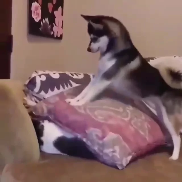 哈柴踩抱枕 不让猫咪睡觉 它怒伸爪:活腻了是不是!