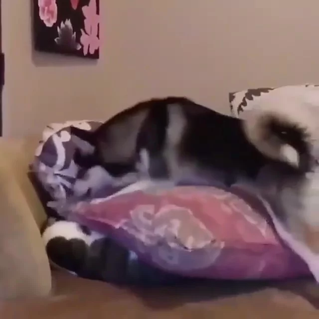 哈柴踩抱枕 不让猫咪睡觉 它怒伸爪:活腻了是不是!