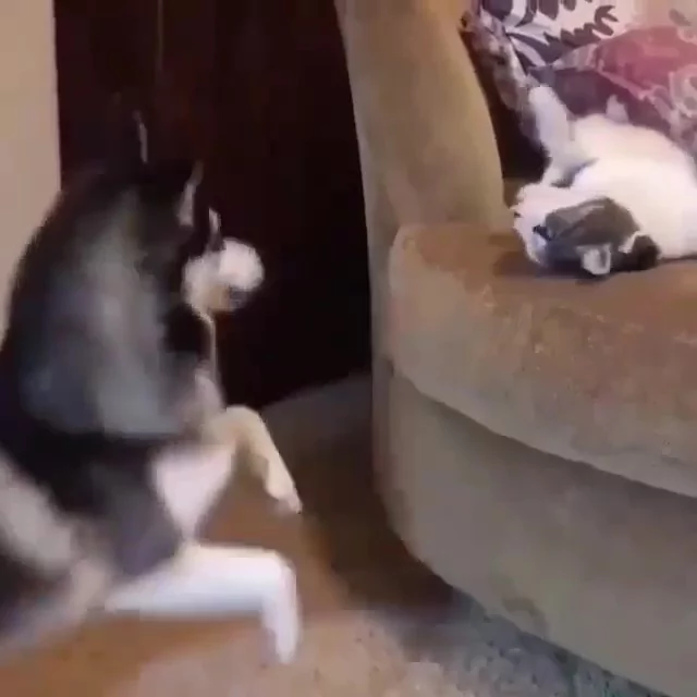 哈柴踩抱枕 不让猫咪睡觉 它怒伸爪:活腻了是不是!
