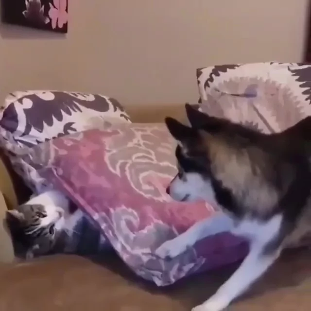 哈柴踩抱枕 不让猫咪睡觉 它怒伸爪:活腻了是不是!