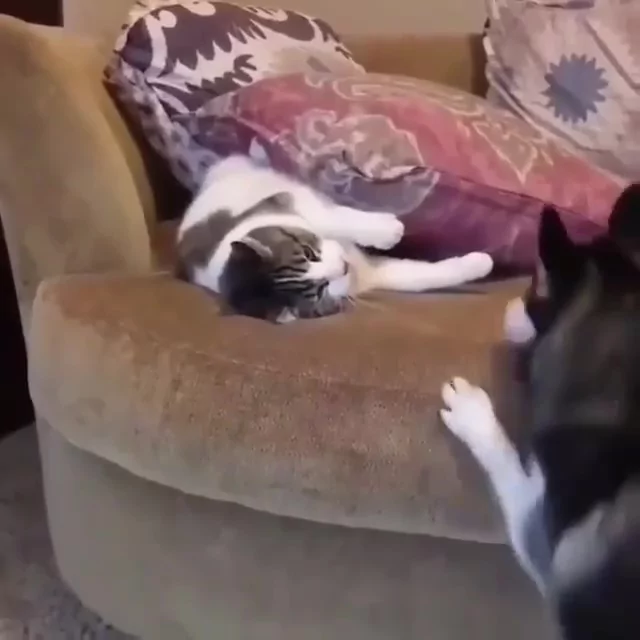 哈柴踩抱枕 不让猫咪睡觉 它怒伸爪:活腻了是不是!