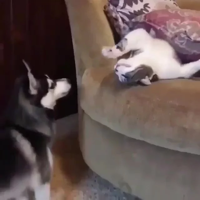 哈柴踩抱枕 不让猫咪睡觉 它怒伸爪:活腻了是不是!