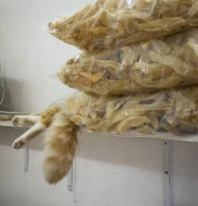 店里养了一只猫咪后 彷佛装了监控 猫:你给我小心点 不然后果自负!