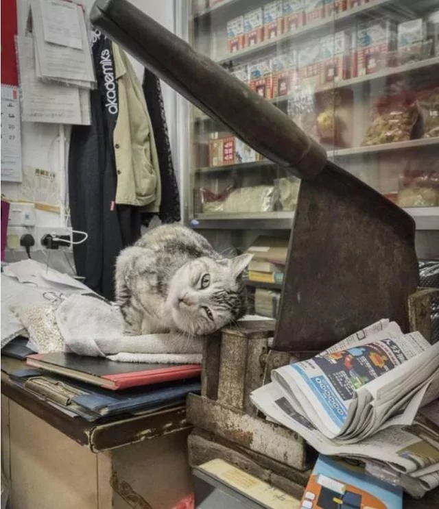 店里养了一只猫咪后 彷佛装了监控 猫:你给我小心点 不然后果自负!