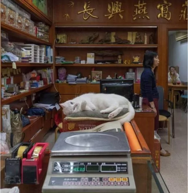 店里养了一只猫咪后 彷佛装了监控 猫:你给我小心点 不然后果自负!