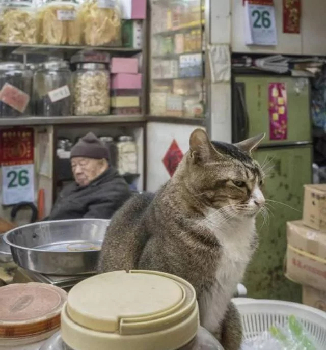 店里养了一只猫咪后 彷佛装了监控 猫:你给我小心点 不然后果自负!
