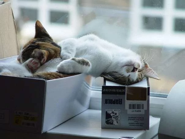 “睡到忘记全世界”的猫咪 看看它们的萌睡照片吧！
