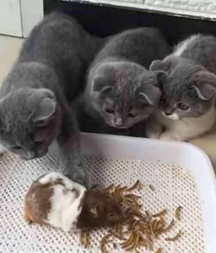 仓鼠被三小只猫咪围攻 轮番上阵 仓鼠:敢不敢给个痛快呀