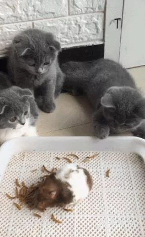 仓鼠被三小只猫咪围攻 轮番上阵 仓鼠:敢不敢给个痛快呀