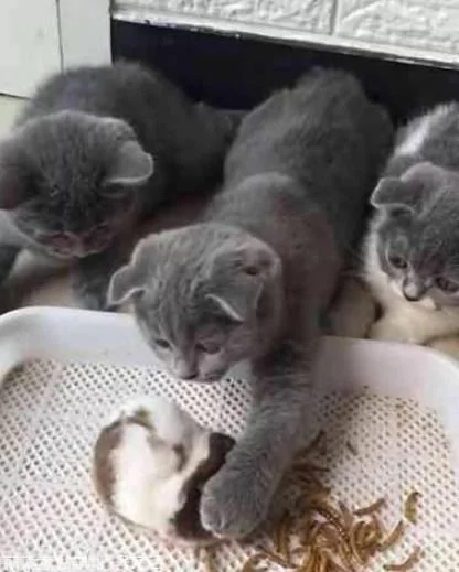 仓鼠被三小只猫咪围攻 轮番上阵 仓鼠:敢不敢给个痛快呀