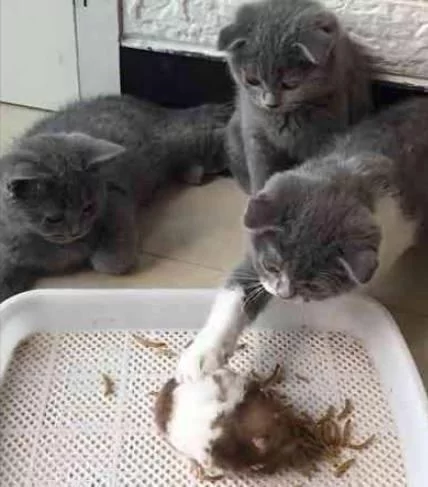 仓鼠被三小只猫咪围攻 轮番上阵 仓鼠:敢不敢给个痛快呀