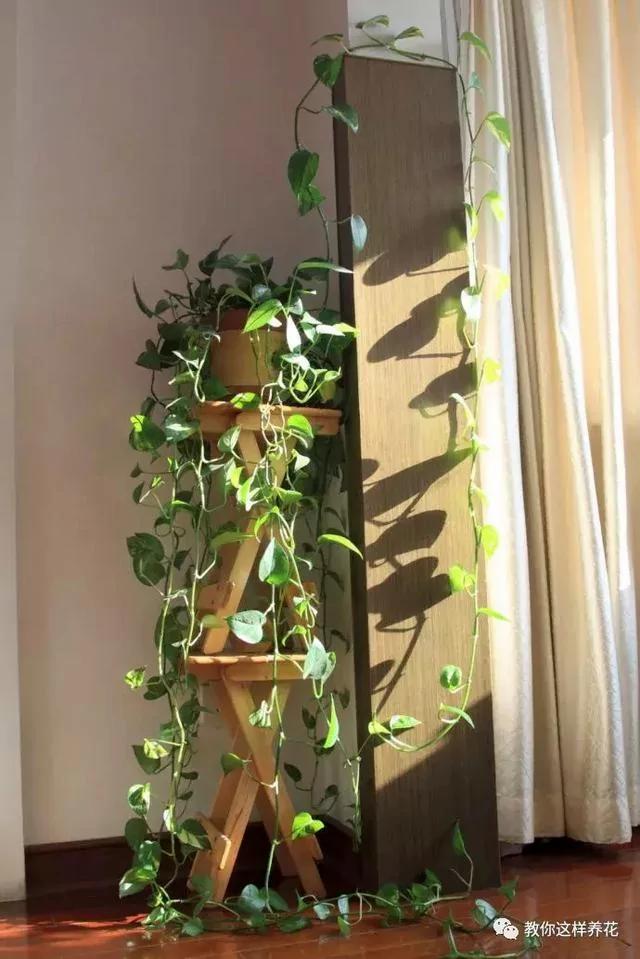 现在开始养这4种植物 秋天就能变成瀑布一样的花窗帘!
