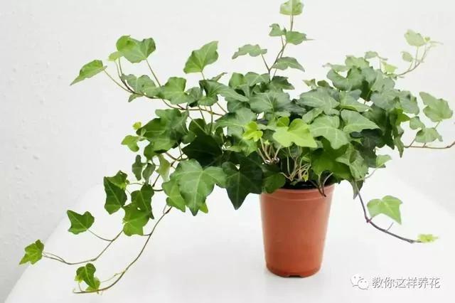 现在开始养这4种植物 秋天就能变成瀑布一样的花窗帘!
