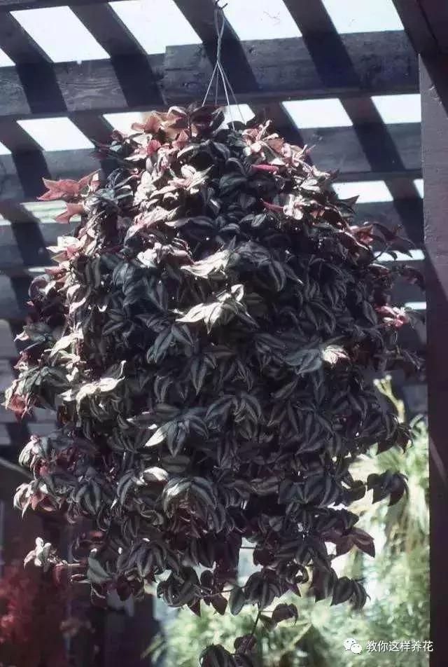 现在开始养这4种植物 秋天就能变成瀑布一样的花窗帘!