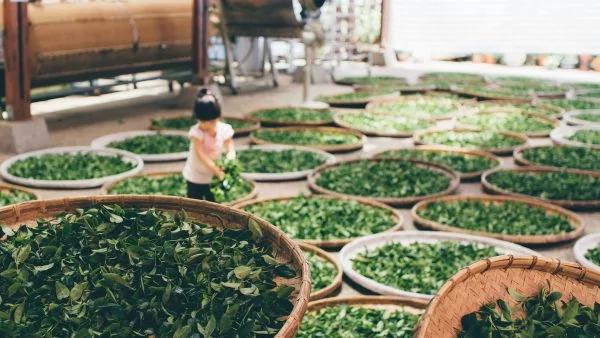 茶叶这成分 抗氧化力是维生素C百倍