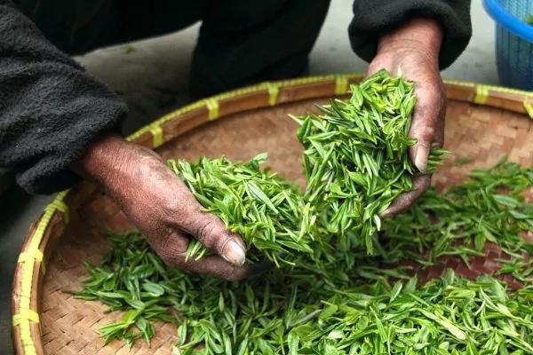 茶叶这成分 抗氧化力是维生素C百倍
