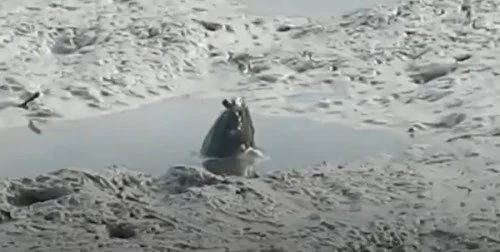 “站立的鱼”沉入水中 景象诡异