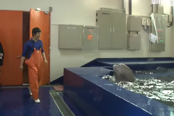 女生一靠近 「小白鲸立刻水柱伺候」 动物也吃醋?