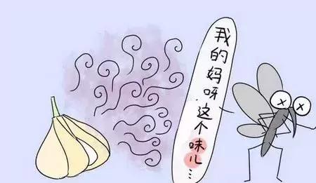 蚊子为什么总是绕开“娘” 而去攻击“娃”!