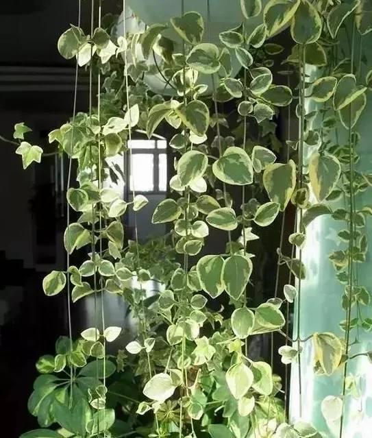 瀑布一樣的垂吊植物都有哪些?