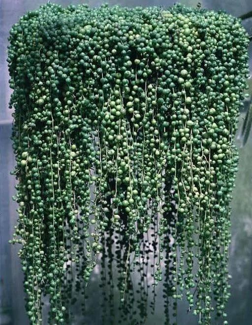 瀑布一樣的垂吊植物都有哪些?