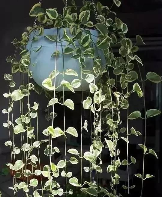 瀑布一樣的垂吊植物都有哪些?