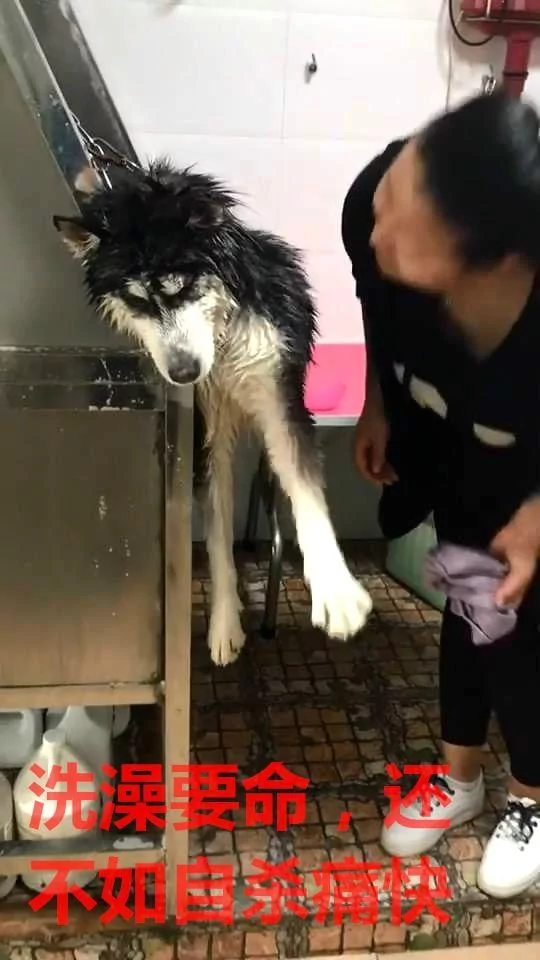 洗个澡 二哈被宠物店拉黑 二哈:宁死不屈!