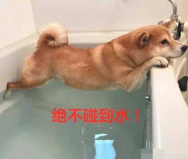 洗个澡 二哈被宠物店拉黑 二哈:宁死不屈!