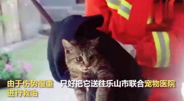 大妈发现小猫被困2天2夜 日晒雨淋 救援人员赶到后发现揪心一幕!