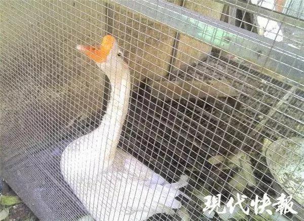 河边突然冲出来的大鹅