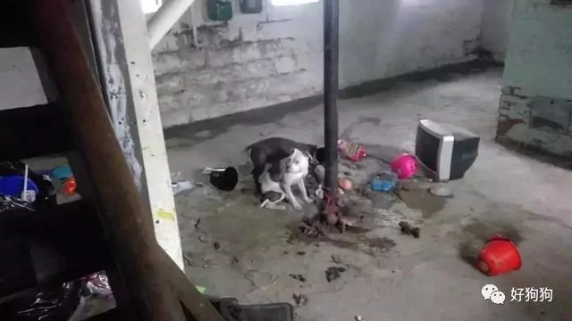 狗狗获救后 不停的微笑!