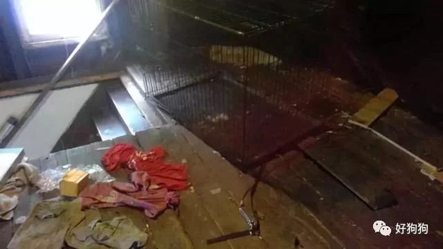 狗狗获救后 不停的微笑!