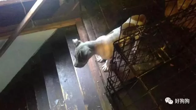 狗狗获救后 不停的微笑!