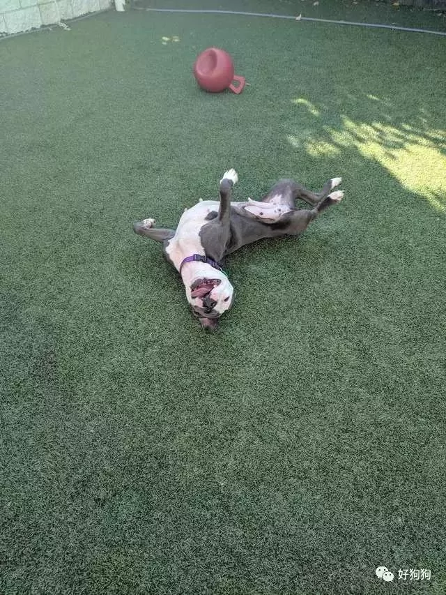 狗狗获救后 不停的微笑!