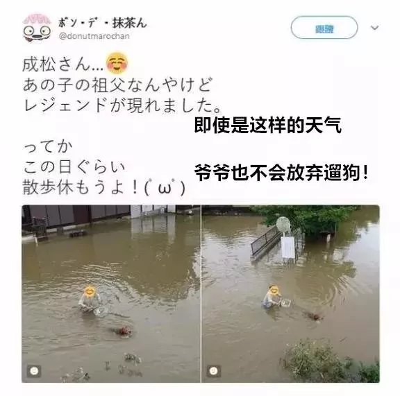 敢在暴雨天遛狗的主人…都是勇士!