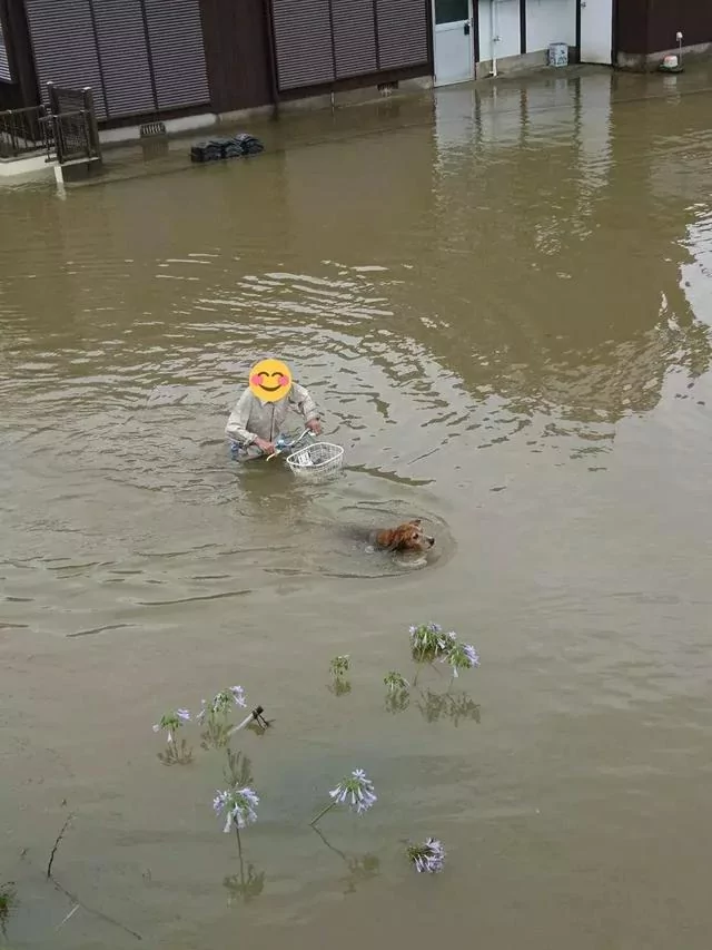 敢在暴雨天遛狗的主人…都是勇士!