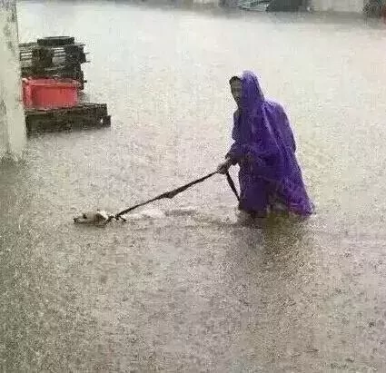 敢在暴雨天遛狗的主人…都是勇士!