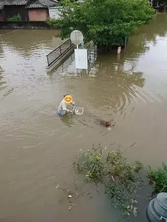 敢在暴雨天遛狗的主人…都是勇士!