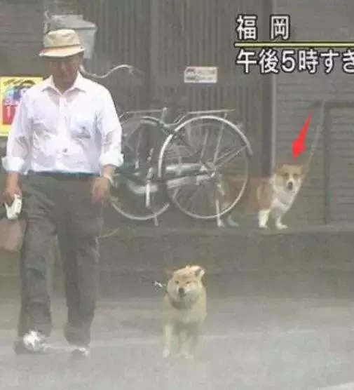 敢在暴雨天遛狗的主人…都是勇士!