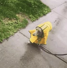 敢在暴雨天遛狗的主人…都是勇士!
