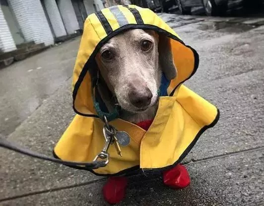 敢在暴雨天遛狗的主人…都是勇士!