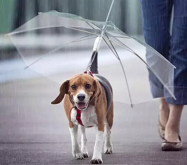 敢在暴雨天遛狗的主人…都是勇士!