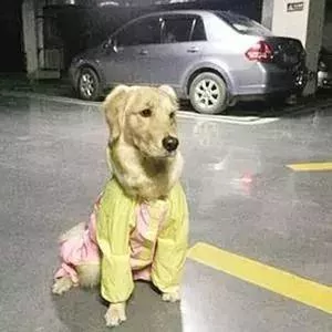 敢在暴雨天遛狗的主人…都是勇士!