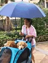 敢在暴雨天遛狗的主人…都是勇士!