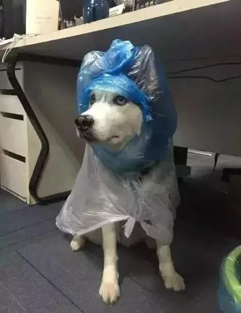 敢在暴雨天遛狗的主人…都是勇士!