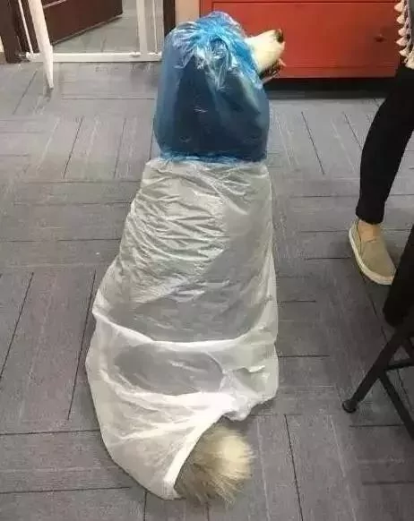 敢在暴雨天遛狗的主人…都是勇士!