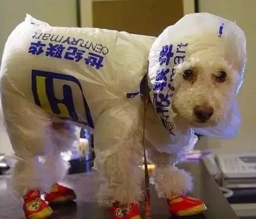 敢在暴雨天遛狗的主人…都是勇士!