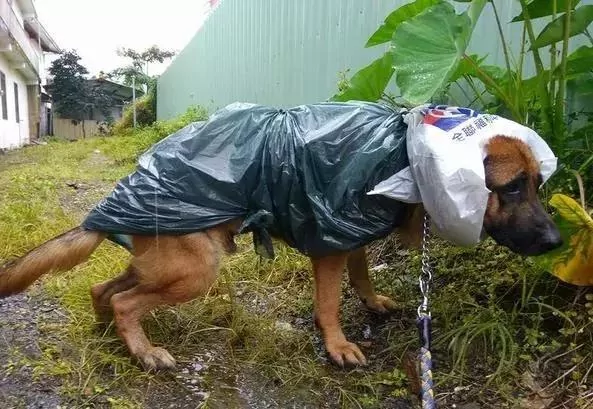 敢在暴雨天遛狗的主人…都是勇士!
